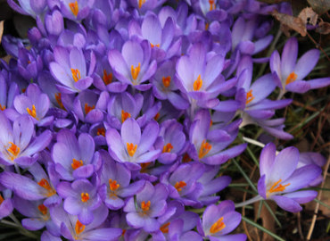 blomst.jpg